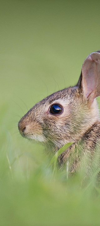 Hase auf Wiese 