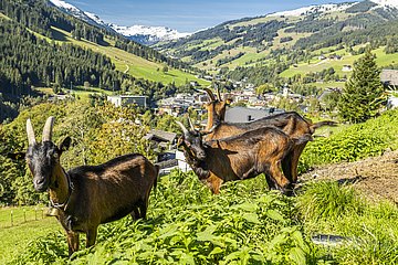 Sommer in Saalbach